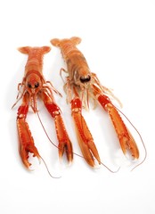 Dublin Bay Prawn or Norway Lobster or Scampi, nephrops norvegicus, Crustacean against White Background