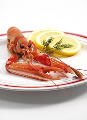 Dublin Bay Prawn or Norway Lobster or Scampi, nephrops norvegicus, Crustacean and Lemon on Plate