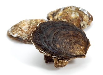 a French Oyster called Plate de Belon, ostrea edulis, Seafoods against White Background