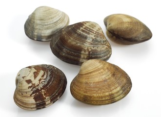 Clams, venerupis sp, Fresh Shells against White Background