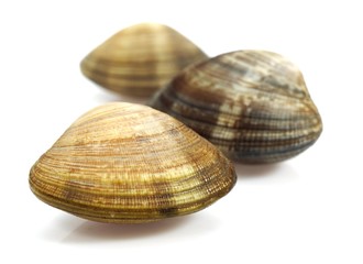 Clams, venerupis sp, Fresh Shells against White Background