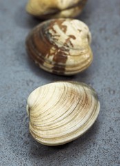 Clams, venerupis sp, Fresh Shells