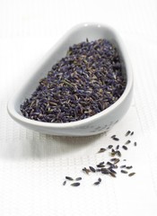 Lavender, lavandula sp, Dry Seeds