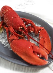 Lobster, homarus gammarus, Boiled Crustacean on Plate