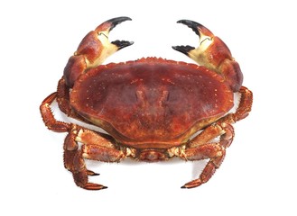 Edible Crab, cancer pagurus, crustacean against White Background