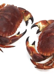 Edible Crab, cancer pagurus, crustacean against White Background