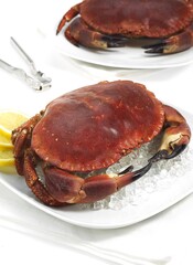 Edible Crab, cancer pagurus, crustacean in a Plate with Ice against White Background