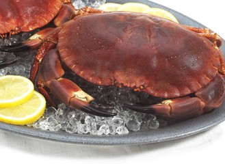 Edible Crab, cancer pagurus, crustacean in a Plate with Ice against White Background