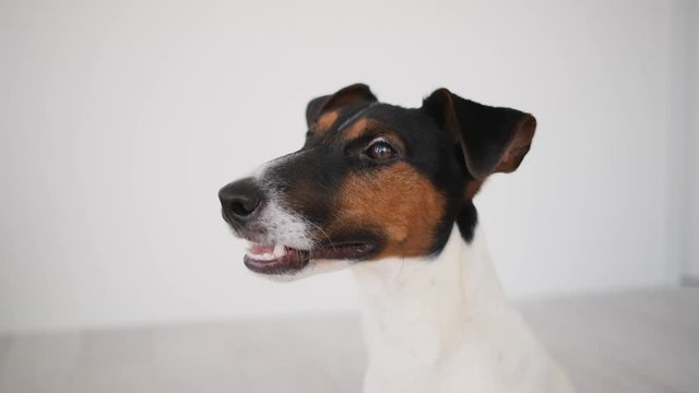 Portrait of smooth fox terrier on white wall background