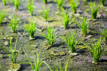 Close-up rice seedlings in the fields