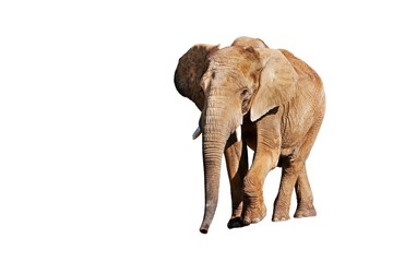 Fototapeta na wymiar African Elephant, loxodonta africana, Adult against White Background