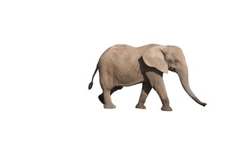 African Elephant, loxodonta africana, Adult against White Background