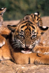Sumatran Tiger, panthera tigris sumatrae, Cub snarling