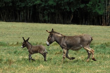 Grey Donkey, a French Breed, Mare with Foal