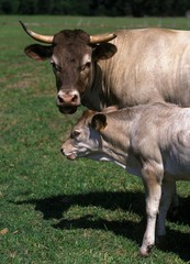 Bazadais Cattle, a French Breed, Cow with Calf standing on Grass