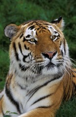 Fototapeta na wymiar Siberian Tiger, panthera tigris altaica, Portrait of Adult