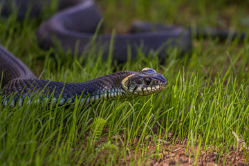 The grass snake (Natrix natrix), sometimes called the ringed snake or water snake, is a Eurasian non-venomous snake. It is often found near water and feeds almost exclusively on amphibians.