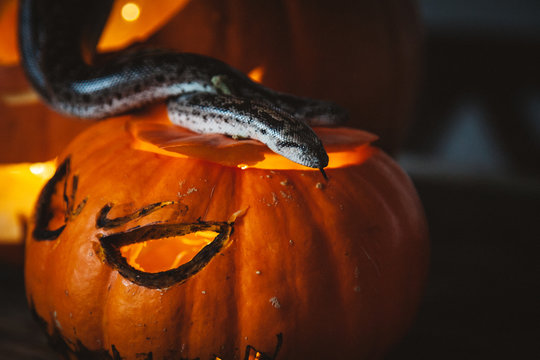 Happy Halloween. Snakes with pumpkins on a table.