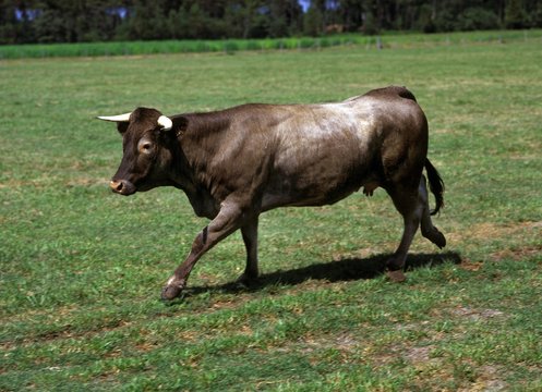 Bazadais Cattle, a French Breed, Cow walking on Grass