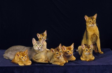 Fototapeta na wymiar Abyssinian and Red Abyssinian Domestic Cat, Adults and Kittens standing against Black Background