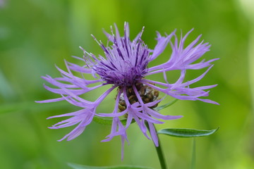 lila Blüte am wegrand