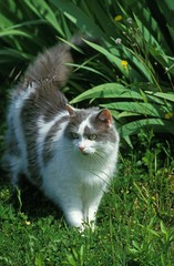 Naklejka na ściany i meble Angora Domestic Cat, Adult standing on Grass