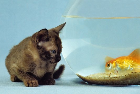 Zibeline Burmese Domestic Cat, Kitten with Goldfish in Aquarium