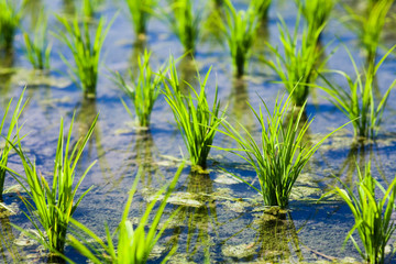 Rice seedlings growing on the farm of Taiwan.