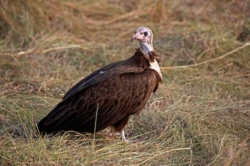 Hooded Vulture, necrosyrtes monachus, Adult standing on Ground, Masai Mara Park in Kenya