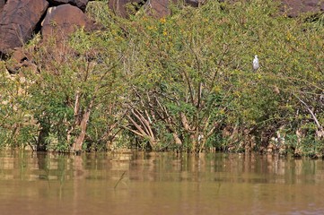 Balsa Wood Tree, aeschynomene elaphroxylon, Trees at Baringo Lake in Kenya