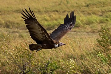 Obraz premium Hooded Vulture, necrosyrtes monachus, Adult in Flight, Masai Mara Park in Kenya
