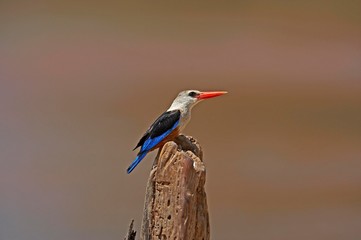 Grey-Headed Kingfisher, halcyon leucocephala, Adult standing on Post, Naivasha Lake in Kenhya
