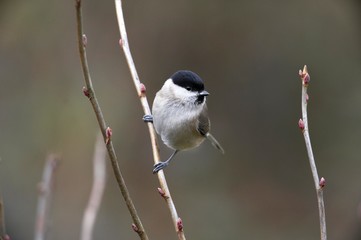 Marsh Tit, parus palustris, Adult standing on Branch, Normandy