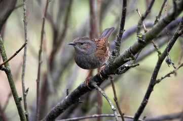 Dunnock, prunella modularis, Adult standing on Branch, Normandy