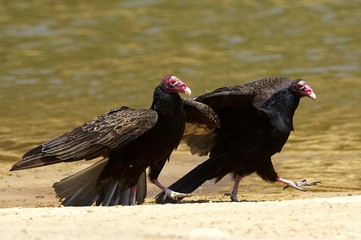 South American Turkey Vulture, cathartes aura ruficollis, Adults walking near Water, Los Lianos in Venezuela