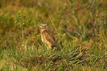 Burrowing Owl, athene cunicularia, Adult standing on Grass, Los Lianos in Venezuela