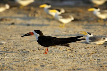 Black Skimmer, rynchops niger, and at the Back Large-Billed Tern, phaetusa simplex, Los Lianos in Venezuela - obrazy, fototapety, plakaty