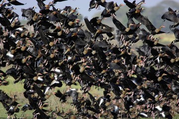White-Faced Whistling Duck, dendrocygna viduata, and Red-Billed Whistling Duck, dendrocygna automnalis, Group in Flight, Los Lianos in Venezuela