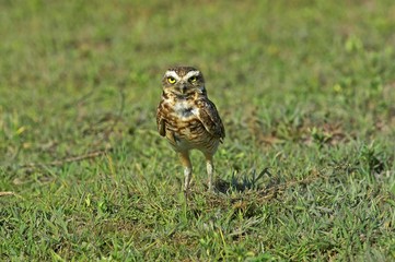Burrowing Owl, athene cunicularia, Adult standing on Grass, Los Lianos in Venezuela
