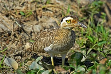 Double-Striped Thick-Knee, burhinus bistriatus, Adult, Los Lianos in Venezuela