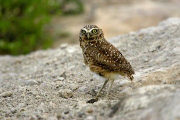 Burrowing Owl, athene cunicularia, Adult standing on Ground, Los Lianos in Venezuela