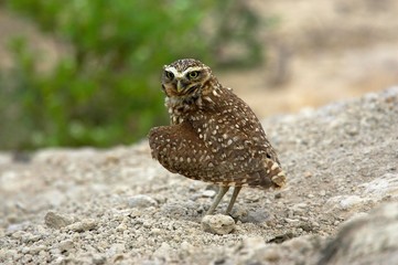 Burrowing Owl, athene cunicularia, Adult standingon Ground, Los Lianos in Venezuela