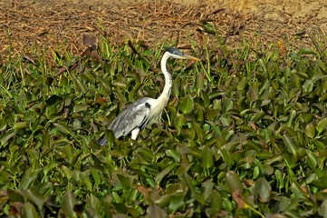 White-Necked Heron, ardea cocoi, Adult standing in Swamp, Los Lianos in Venezuela