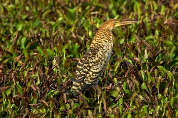 Fasciated Tiger Heron, tigrisoma fasciatum, Adult Camouflaged in Swamp, Los Lianos in Venezuela