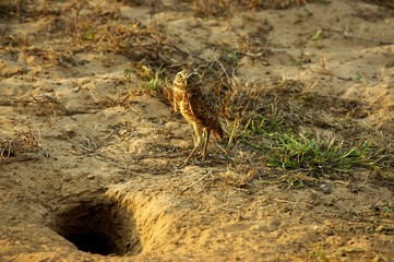 Burrowing Owl, athene cunicularia, Adult standing at Burrow Entrance, Los Lianos in Venezuela