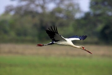Maguari Stork, euxenura maguari, Adult in Flight, Los Lianos in Venezuela