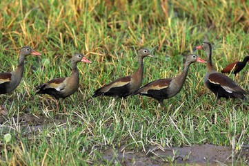 Red-Billed Whistling Duck, dendrocygna automnalis, Group standing in Swamp, Los Lianos in Venezuela