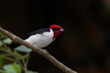 Red-Capped Cardinal, paroaria gularis, Adult standing on Branch, Los Lianos in Venezuela