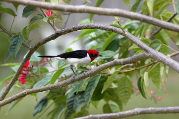 Red-Capped Cardinal, paroaria gularis, Adult standing on Branch, Los Lianos in Venezuela