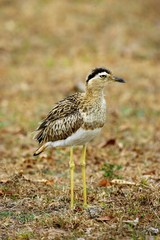 Double-Striped Thick-Knee, burhinus bistriatus, Adult, Los Lianos in Venezuela